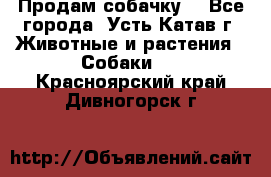 Продам собачку  - Все города, Усть-Катав г. Животные и растения » Собаки   . Красноярский край,Дивногорск г.